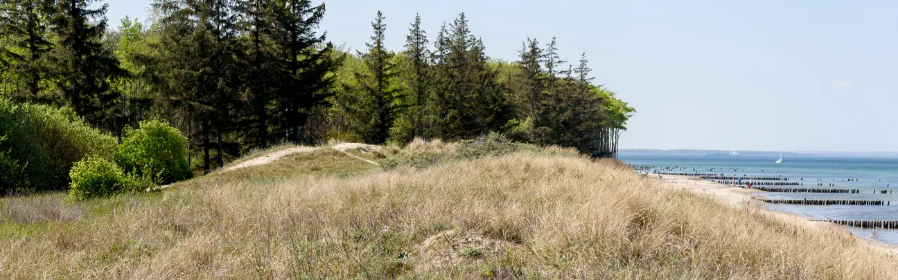 BWP_Rostock_WaldundMeer.jpg Blick auf einen Wald und das Meer in Rostock