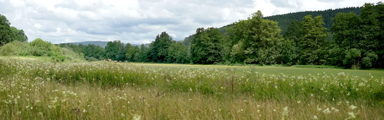 Weiter Blick über die offene Landschaft in Sinngrund