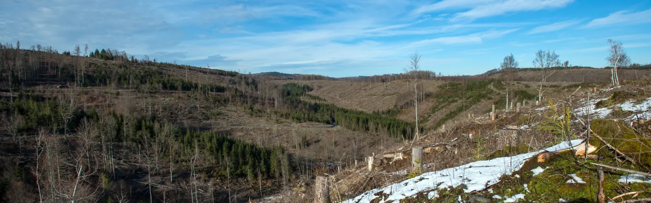BWP_Sonneberg_Waldlandschaft.jpg Weiter Blick auf die Kahlflächen eines Waldes in Sonneberg
