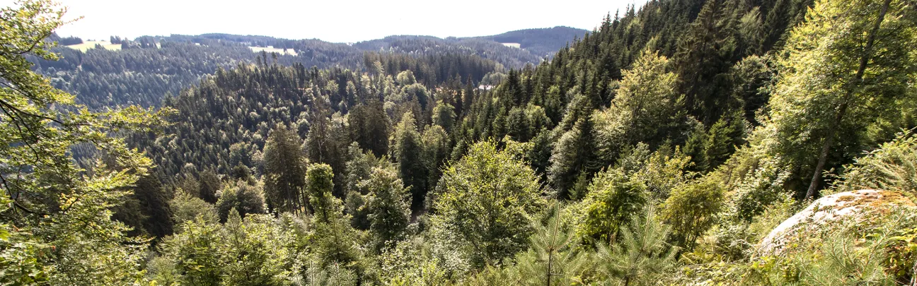 Blick über eine Waldlandschaft in Triberg