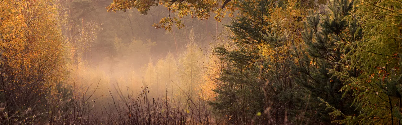 Stimmungsvoller Wald in der Üfter Markt