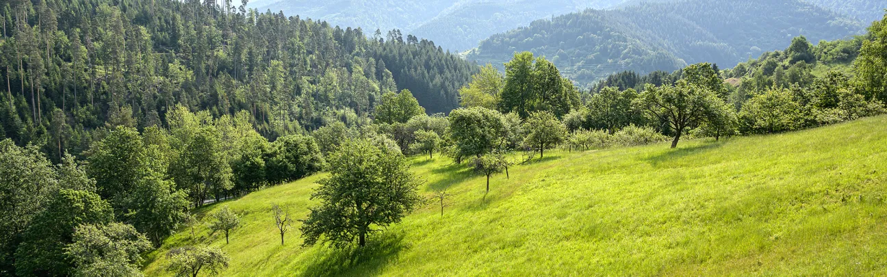 Weiter Blick über die Landschaft mit Wiesen und Wald in Bermersbach