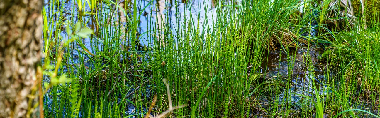 Nahaufnahme eines Moores