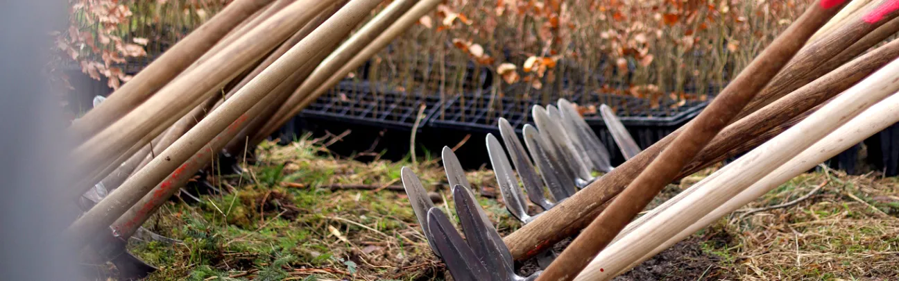 Wiedehophauen und Kisten voller Jungpflanzen