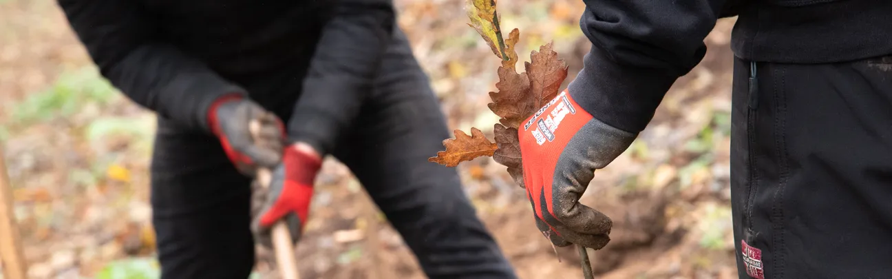 Hände mit Jungpflanze in der Hand