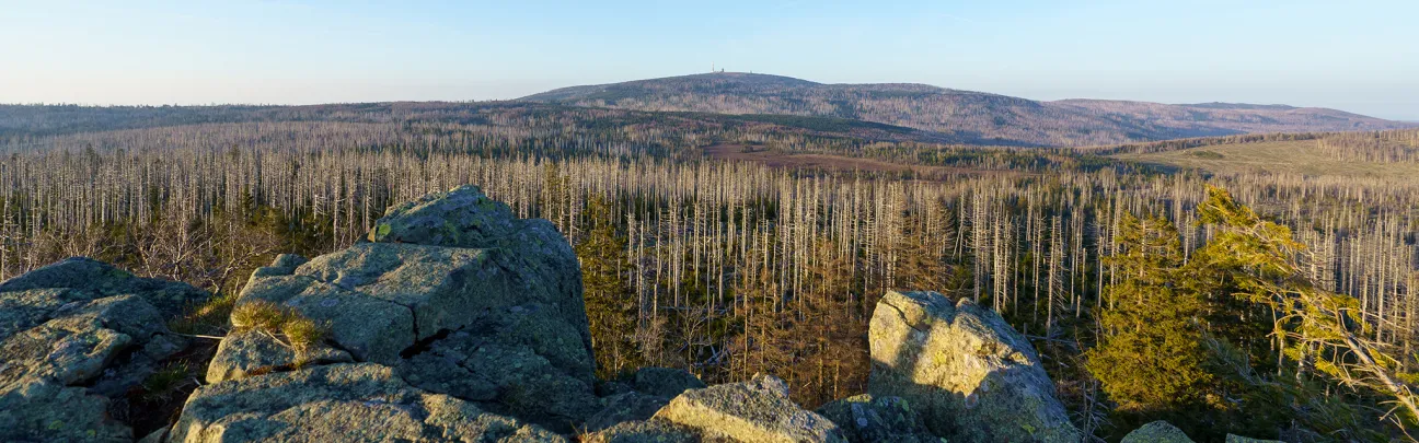 tote Bäuem weit und breit