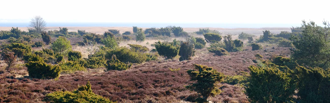 Weiter Blick über eine Heidelandschaft