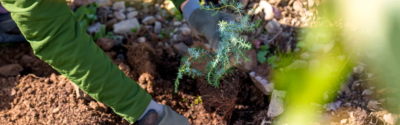 Nahaufnahme einer Pflanzung