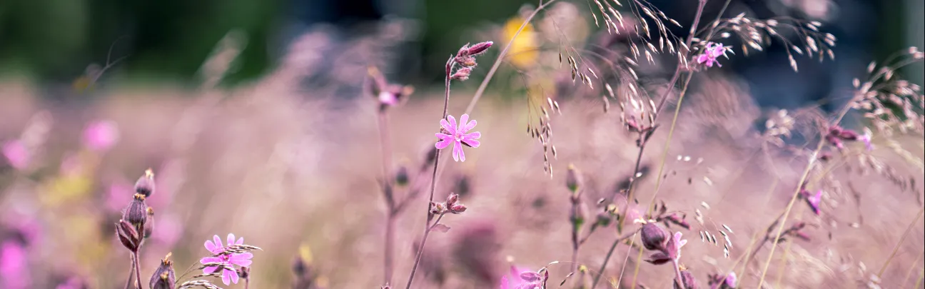 BWP_Foerdern_Wildblumen_Braunlage