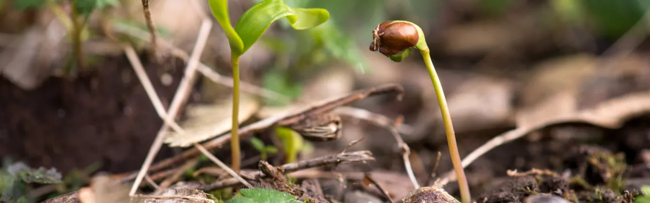 Keimlinge in der Erde