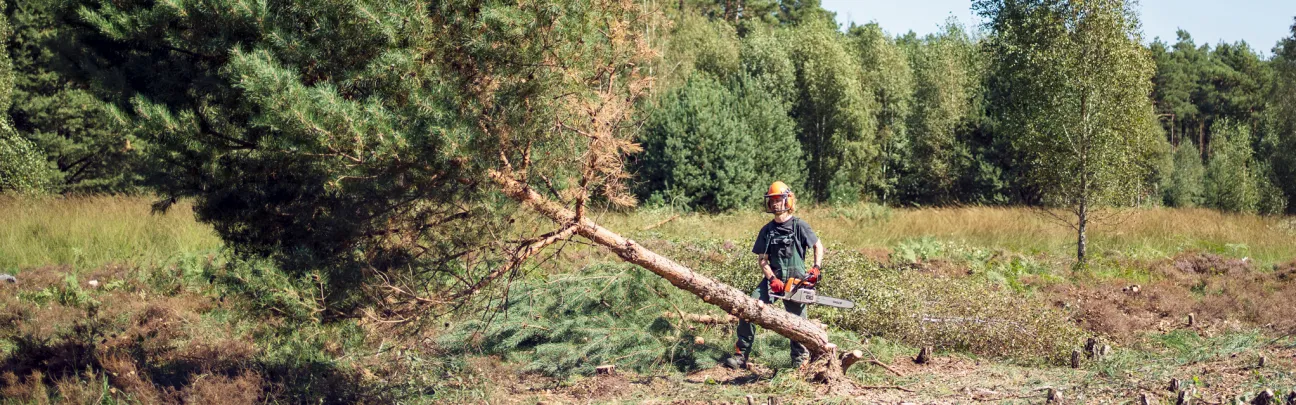 Bergwaldprojektler bei der Baumfällung
