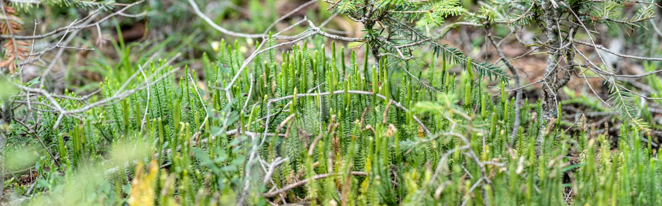Nahaufnahme eines Waldbodens