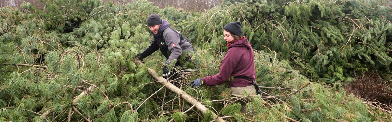 Zwei Teilnehmende beim Abtransport von entnommenen Bäumen