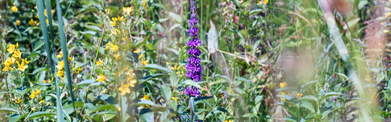 Flora in der Vulkaneifel