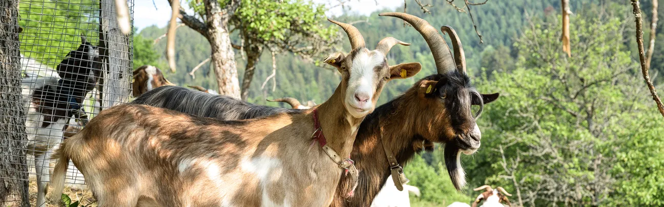 Ziegenherde unter Streuobst