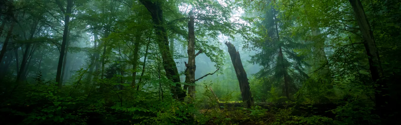 Naturnaher Wald und Totholz