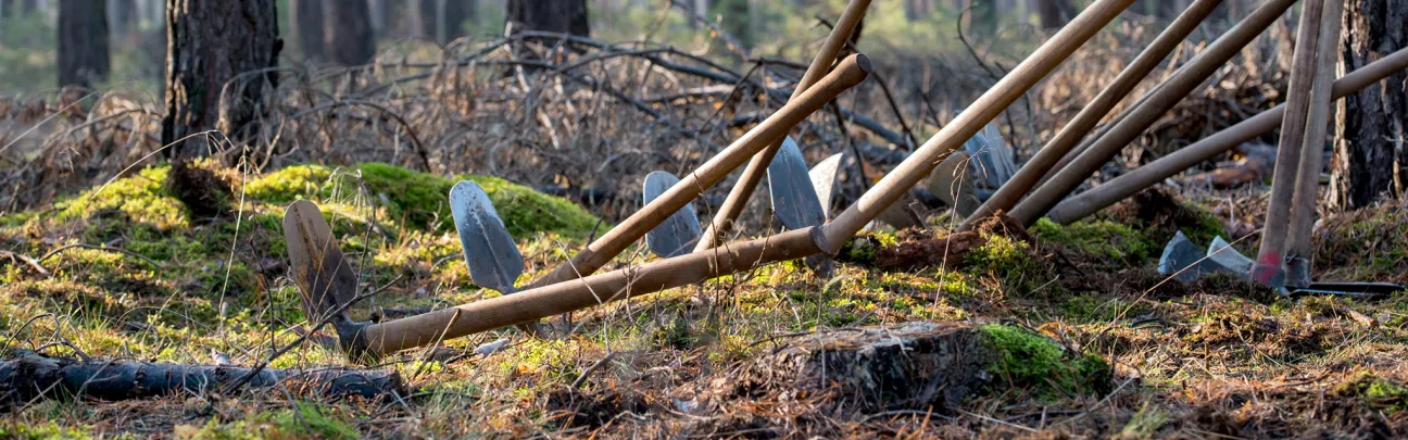 Eine Reihe Wiedehopfhauen warten im Wald auf ihren Einsatz