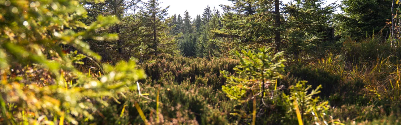 Mittendrin im Nadelwald