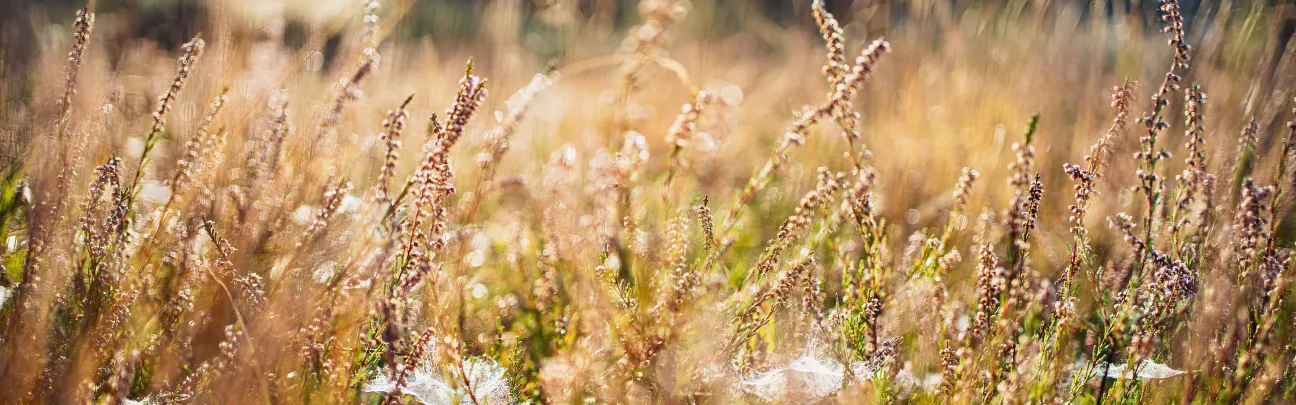 Nahaufnahme der Heide