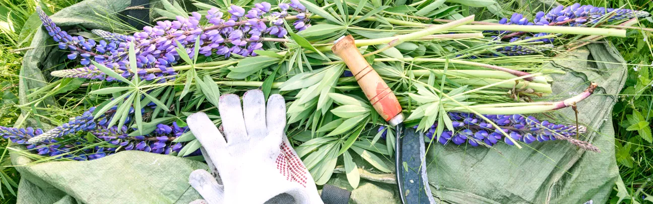 Stilleben mit Handschuhen, Lupinen und Sichel