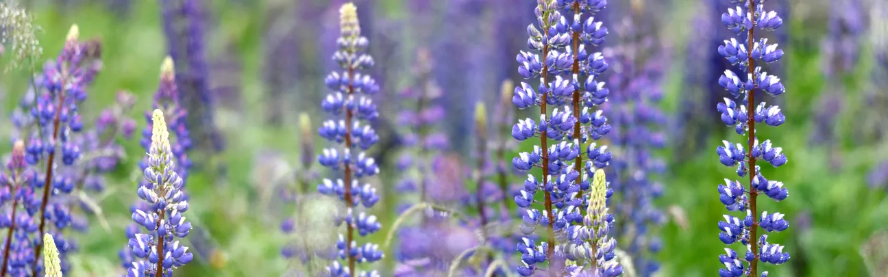 Bergwaldprojekt_Lupinen_Rhoen_2.jpg Nahaufnahme von Lupinen in der Rhön