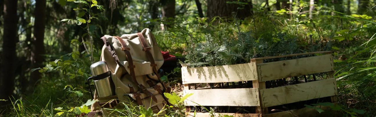 Stilleben im Wald mit Jungpflanzen und Rucksack