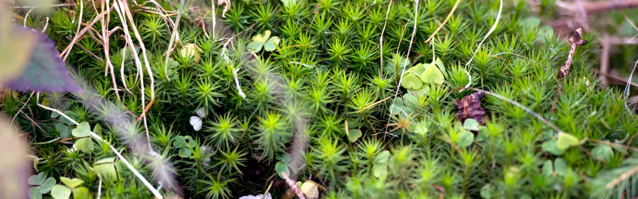 Nahaufnahme von Frauenhaarmoos und Klee