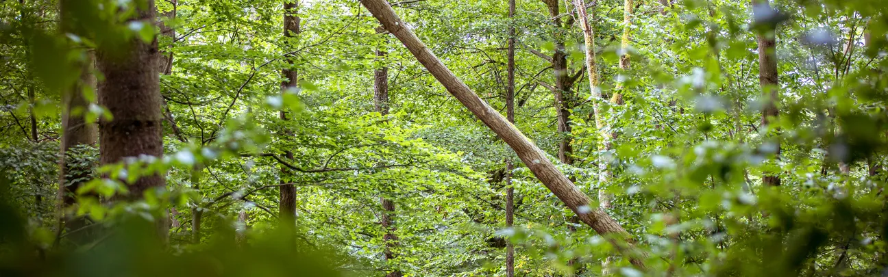 Im Wald in Hachenburg