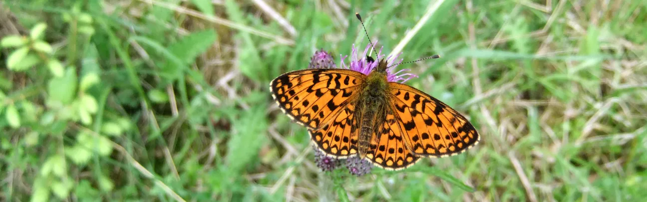 Nahaufnahme eines Schmetterlings