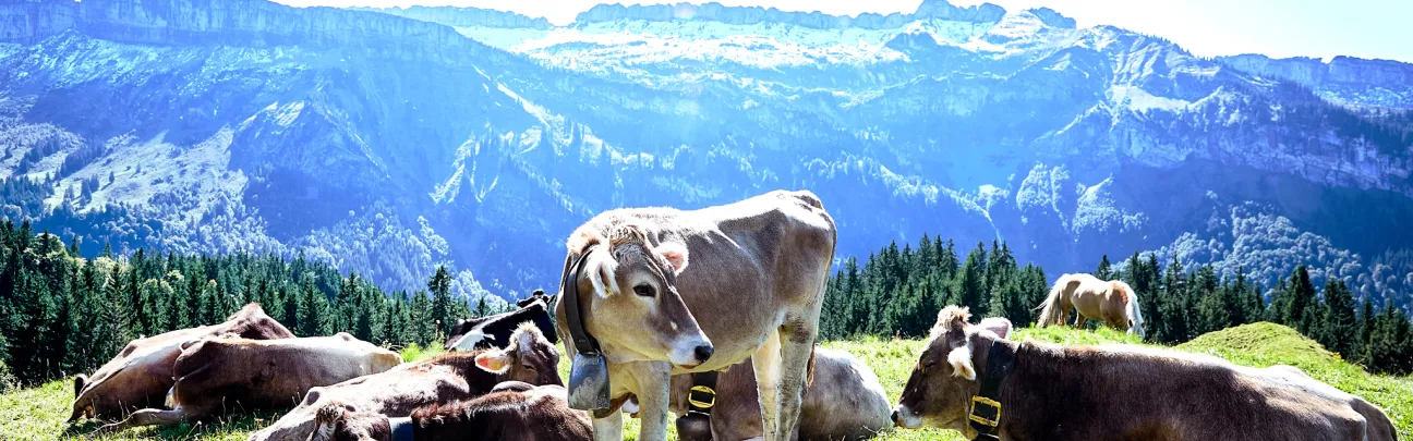 Kühe vor Bergpanorama
