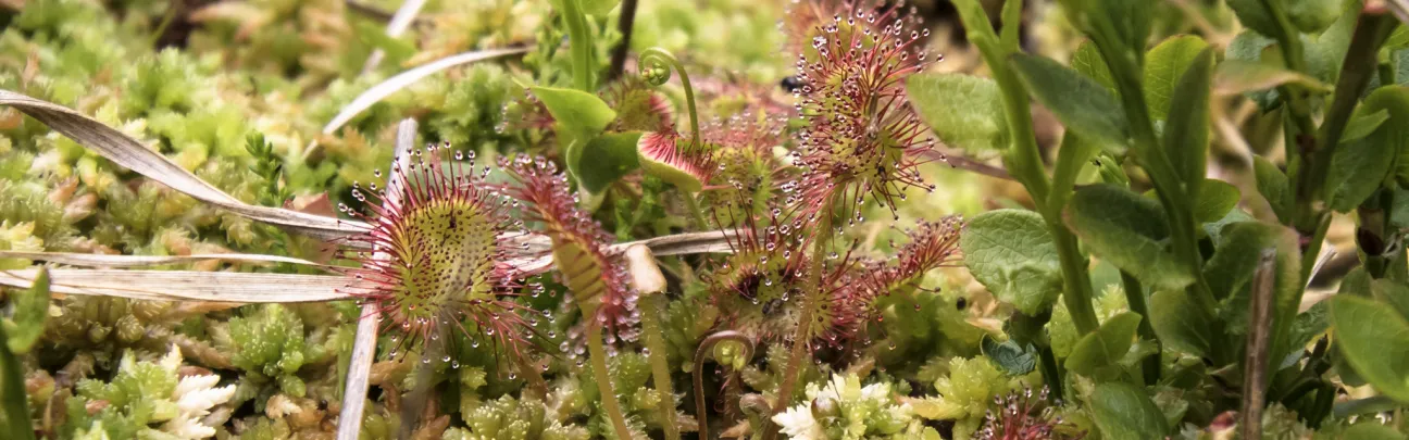 Sonnentau und Torfmoos