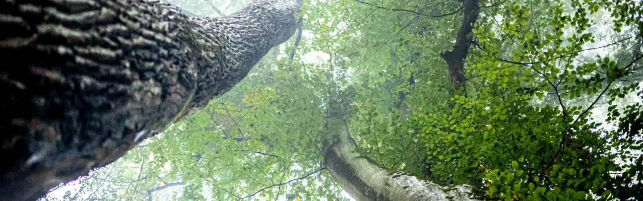 Blick nach oben in die Wipfel