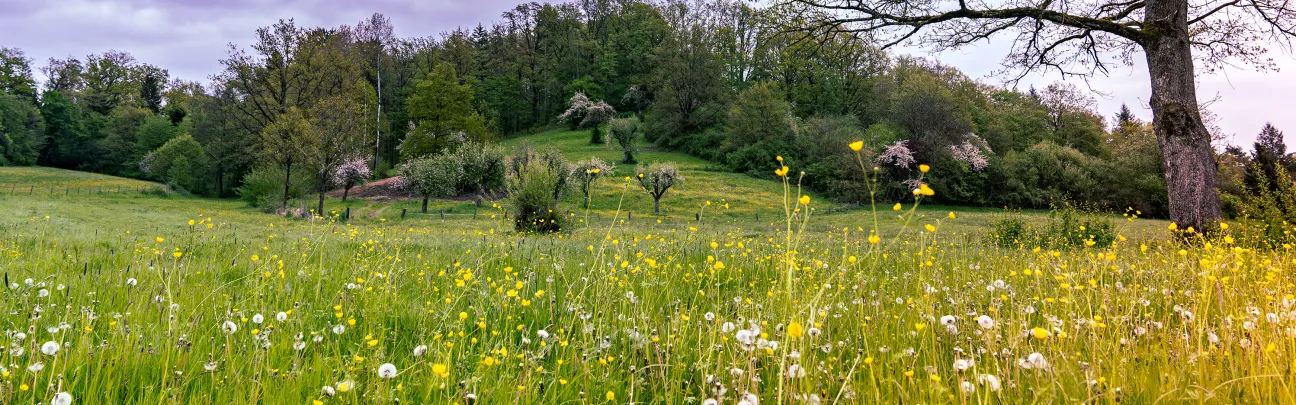 Weiter Blick über eine offene und grüne Landschaft in Waldstetten