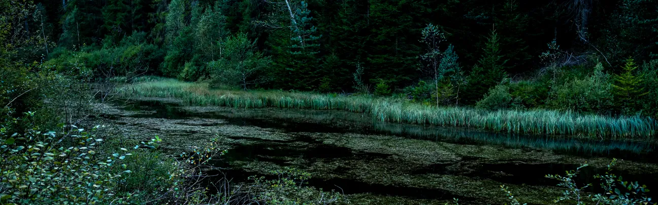 ruhiger Waldsee ganz in grün