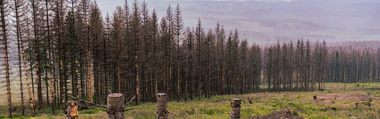 Abgestorbene Fichten