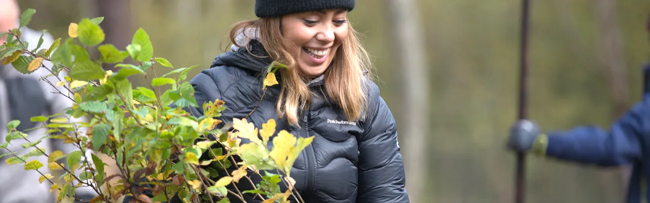 Person mit jungen Buchensetzlingen im Wald