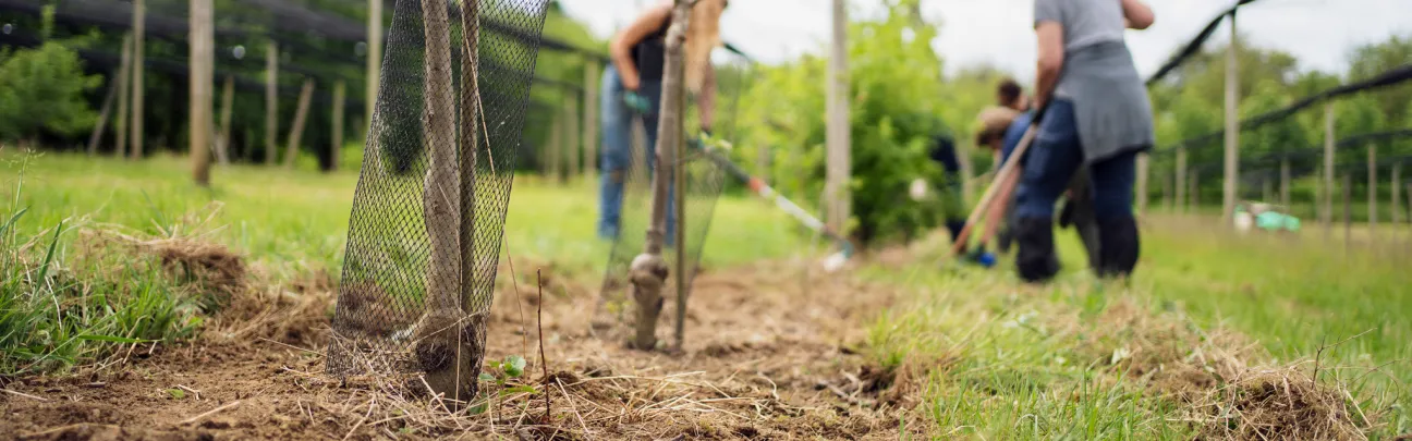 Teilnehmende bei der Pflanzung