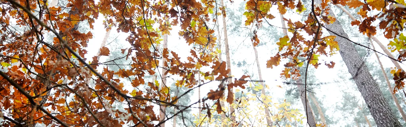 Bild in die Baumwipfel