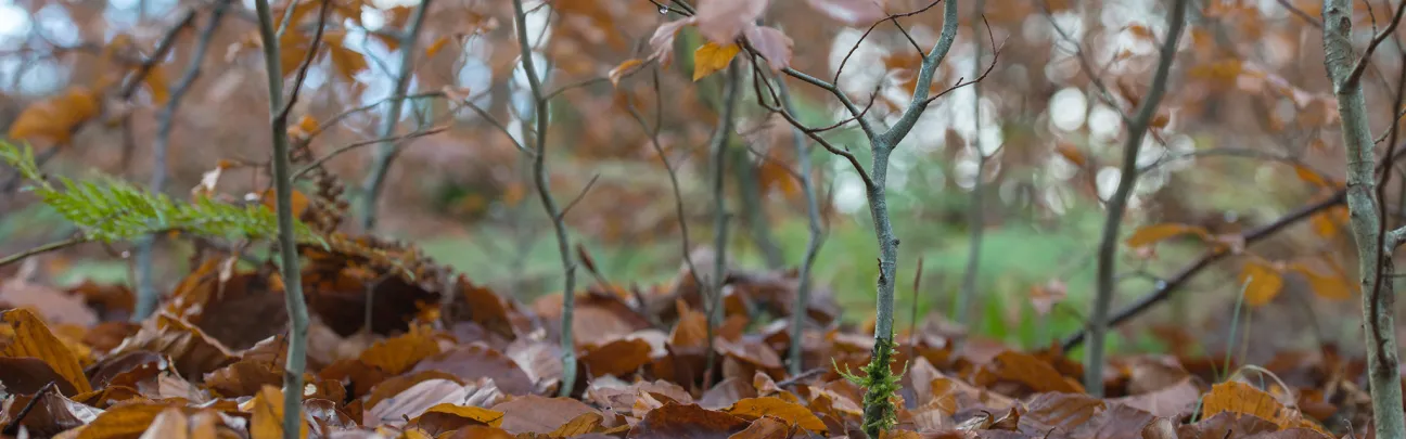 Buchen Nautverjüngung