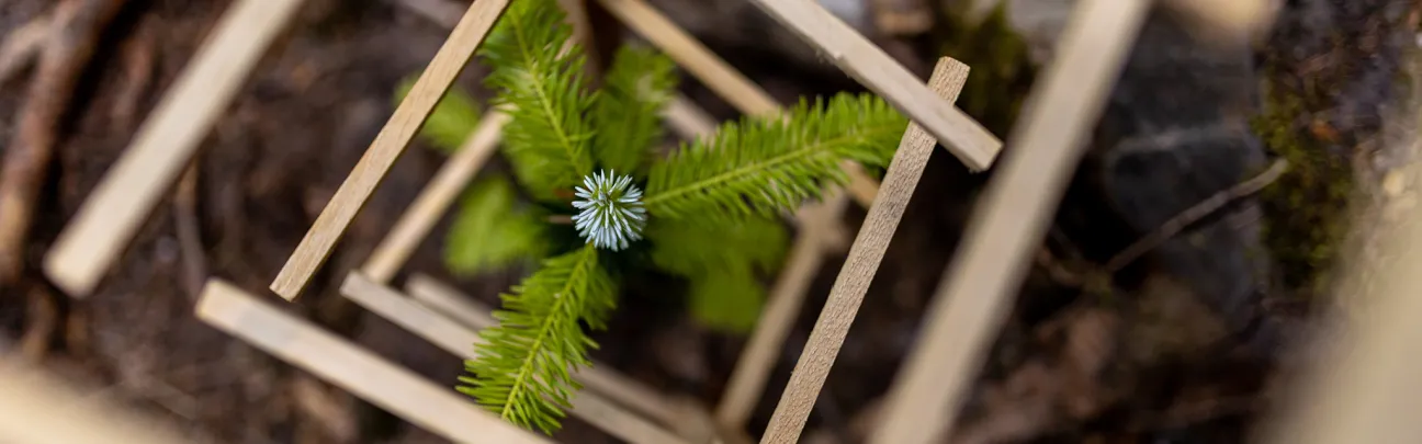 Weißtanen mit Verbissschutz aus Holz