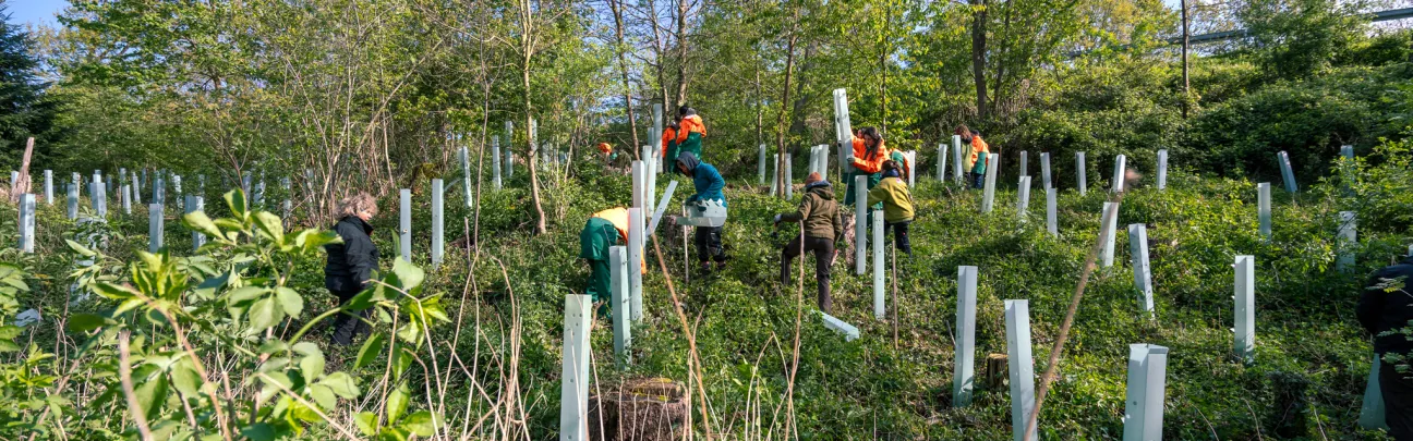 Pflanzfläche mit Verbissschutz