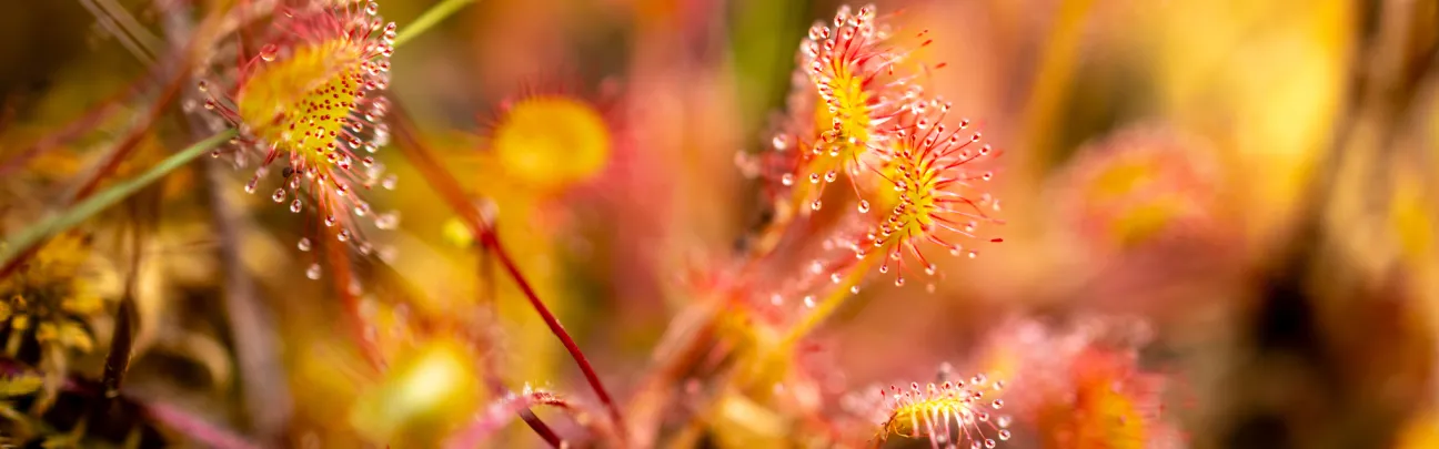 Nahaufnahme von Sonnentau