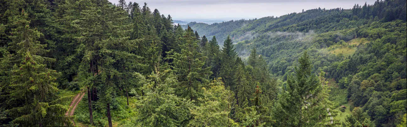 Weite Landschaftsaufnahme des Waldes