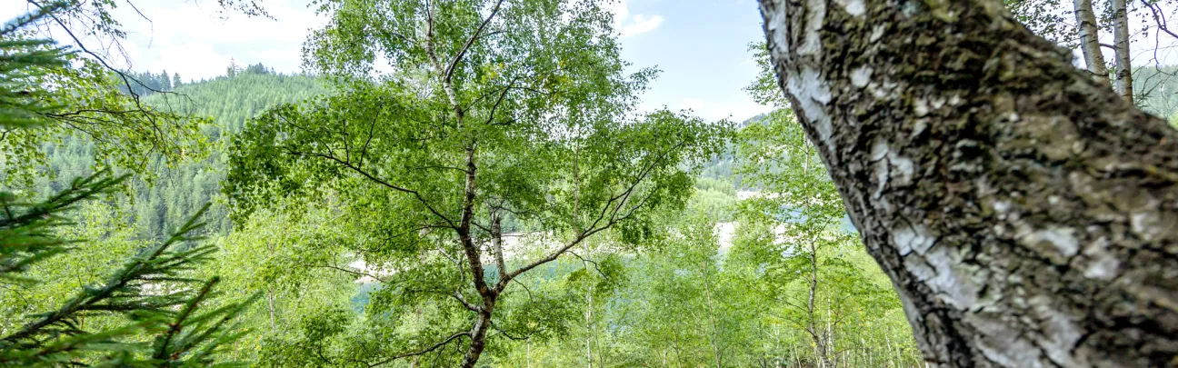 Blick ins grün des Waldes