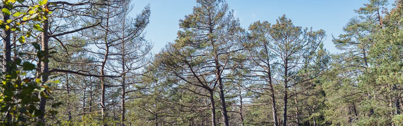 Kiefernwald bei Augsburg