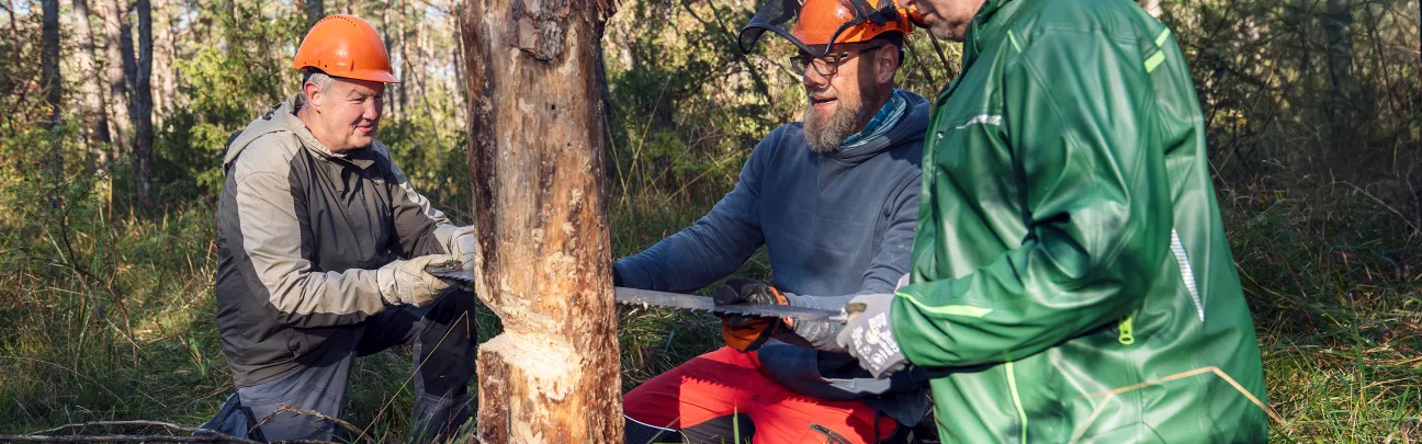 Drei Teilnehmer sägen gemeinsam an einem Baum