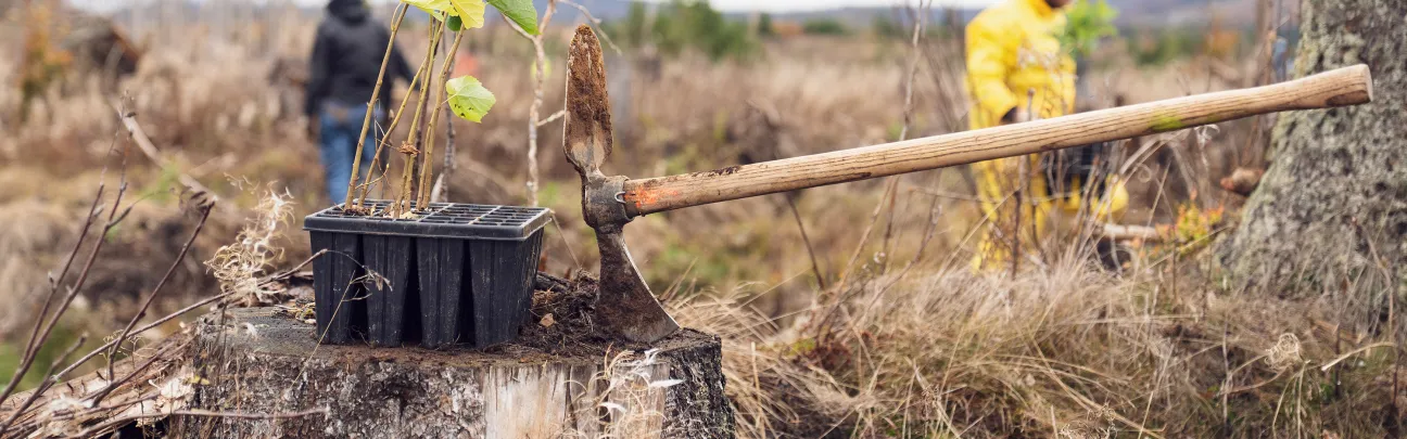 Stilleben mit Bäumchen und Wiedehopfhaue