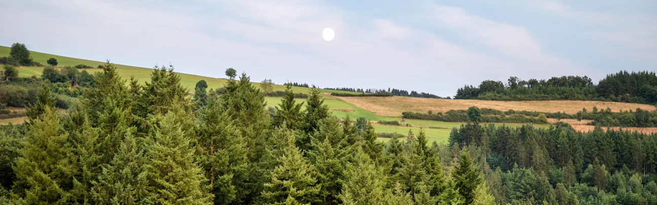 Waldlandschaft mit aufgehendem Mond
