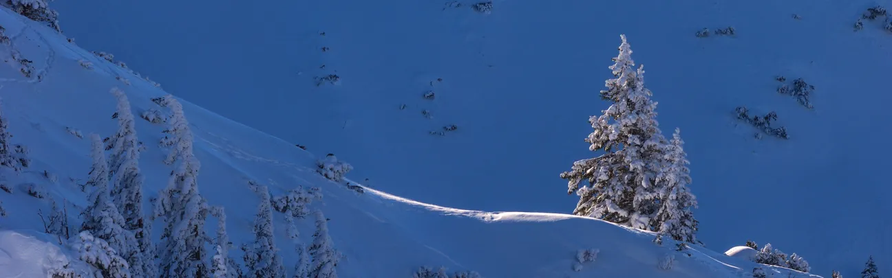 Nadelbaum im Gebirge im Winter
