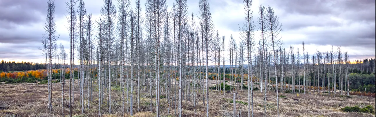 Abgestorbene Bäume in Braunlage im Harz